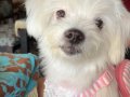 Safkan maltese terrier 