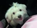Safkan maltese terrier 