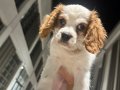 King Charles Theodore 