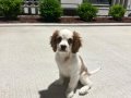 King Charles Theodore 