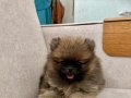 Erkek Pomerinan Teddy Bear(Ayı surat) Yavrumuz 