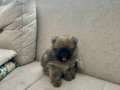 Erkek Pomerinan Teddy Bear(Ayı surat) Yavrumuz 