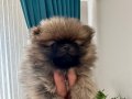 Erkek Pomerinan Teddy Bear(Ayı surat) Yavrumuz 