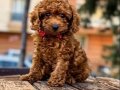 3 Aylık orjinal poodle Toy yavrusu