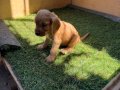 İngiliz cocker bebekler