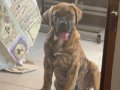 Safkan presa canario brindle 