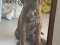 Safkan presa canario brindle 