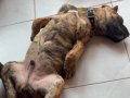 Safkan presa canario brindle 