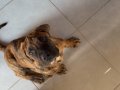 Safkan presa canario brindle 