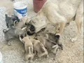 İKİ TÜRDEN 1 AYLIK KANGALLAR (ANNE KANGAL DAHİL DEĞİL)
