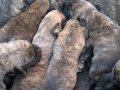 Alan koruma kralı Presa Canario                             