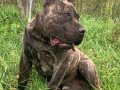 Alan koruma kralı Presa Canario                             