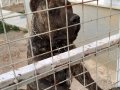 Alan koruma kralı Presa Canario                             