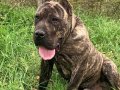 Alan koruma kralı Presa Canario                             