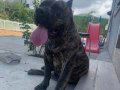 Alan koruma kralı Presa Canario yavrular 