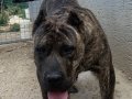 Alan koruma kralı Presa Canario yavrular 