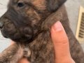 Alan koruma kralı Presa Canario yavrular 