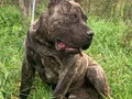 Alan koruma kralı Presa Canario yavrular 