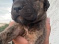 Alan koruma kralı Presa Canario yavrular 