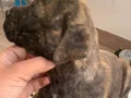 ŞAMPİYON TORUNU PRESA YAVRULAR