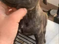 ŞAMPİYON TORUNU PRESA YAVRULAR