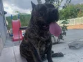 ŞAMPİYON TORUNU PRESA YAVRULAR