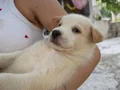Bembeyaz HUSKY yavrularımız