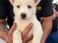Bembeyaz HUSKY yavrularımız