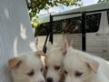 Bembeyaz HUSKY yavrularımız