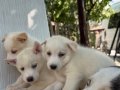 Bembeyaz HUSKY yavrularımız