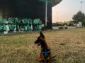 YÜKSEK KABİLİYET OYUNCU BELÇİKA MALİNOİS
