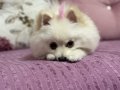 Dişi pomeranian ve yavru pomerian 
