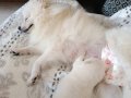Dişi pomeranian ve yavru pomerian 