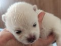 Dişi pomeranian ve yavru pomerian 