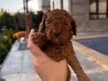 Ev ortamında doğup büyüyen kusursuz poodle bebekler