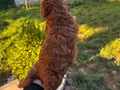 Ev ortamında doğup büyüyen kusursuz poodle bebekler