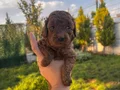 Ev ortamında doğup büyüyen kusursuz poodle bebekler
