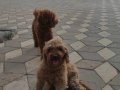 Ev ortamında doğup büyüyen kusursuz poodle bebekler