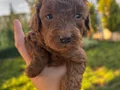 Ev ortamında doğup büyüyen kusursuz poodle bebekler
