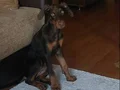 SAĞLIKLI AŞILI YAVRU KIZIL DOBERMAN