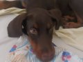 SAĞLIKLI AŞILI YAVRU KIZIL DOBERMAN