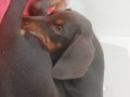SAĞLIKLI AŞILI YAVRU KIZIL DOBERMAN