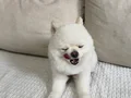 Uysal sakin sevgi manyagi erko
