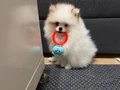 Hem uyumlu hem oyuncu hem söz dinleyen sosyal bir köpek 