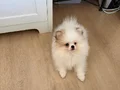 Hem uyumlu hem oyuncu hem söz dinleyen sosyal bir köpek 