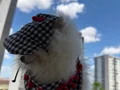 Hem uyumlu hem oyuncu hem söz dinleyen sosyal bir köpek 