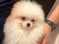 Hem uyumlu hem oyuncu hem söz dinleyen sosyal bir köpek 