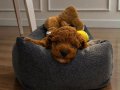 2 aylık toy poodle 