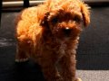 2 aylık toy poodle 