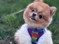 Pomeranian Yeni Yuva